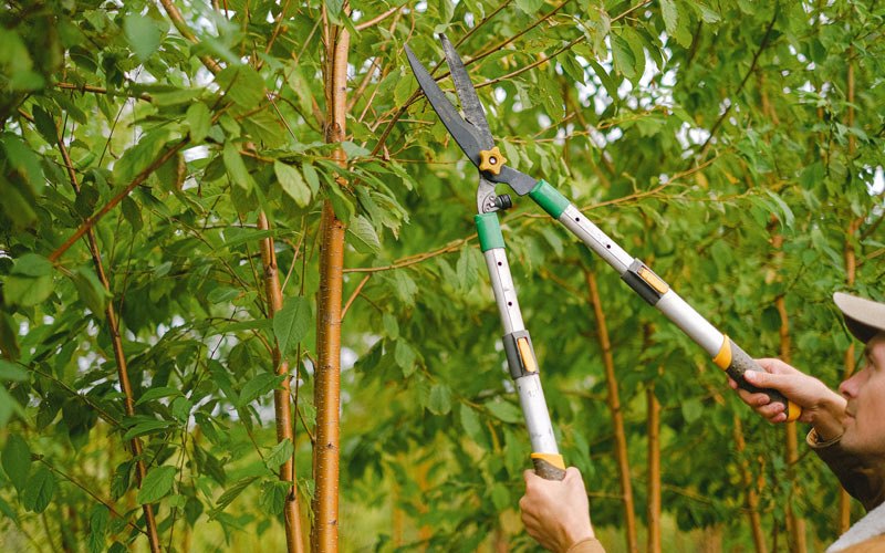 Tree trimming in Elberfeld, IN