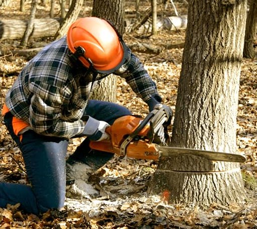 Tree Removal in Elberfeld, IN